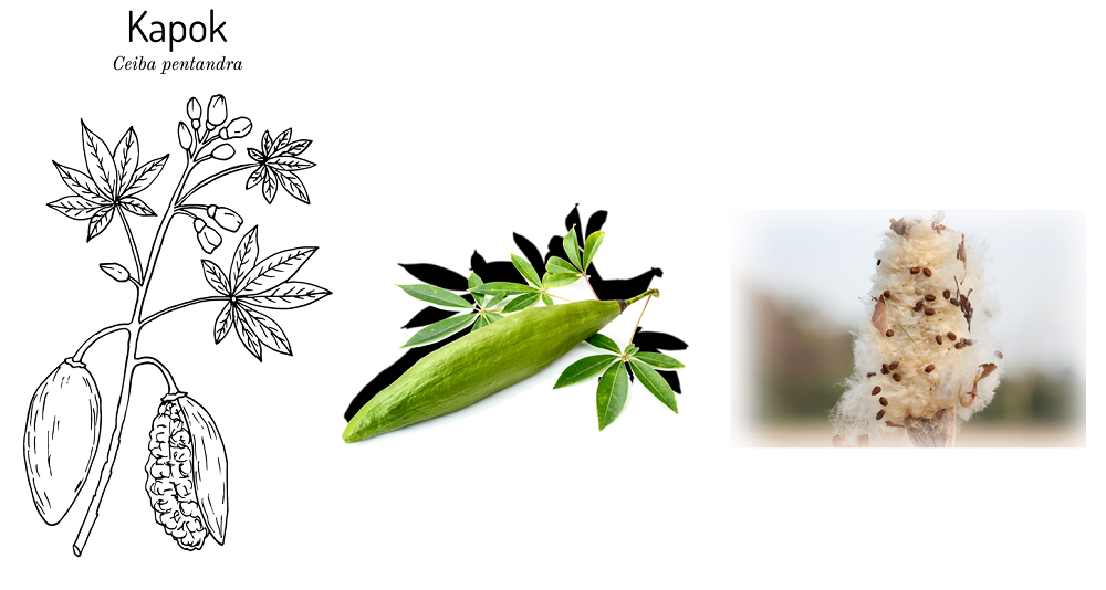 kapok